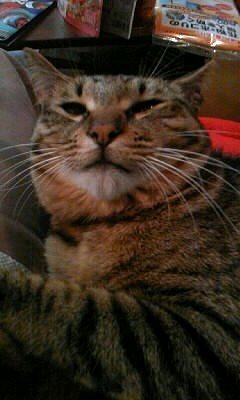 RecoveryFox AIで手繰り寄せた、13年前の仕事用HDDと愛猫の記憶 13