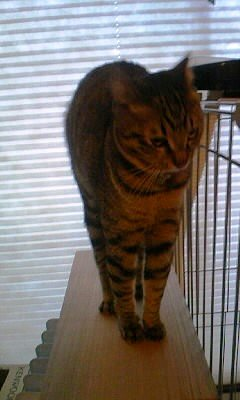 RecoveryFox AIで手繰り寄せた、13年前の仕事用HDDと愛猫の記憶 12 image 5